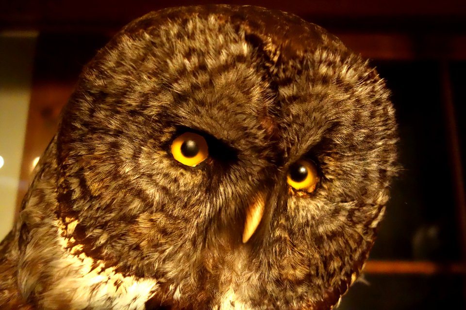 Strix nebulosa - Southern Vermont Natural History Museum - DSC08550