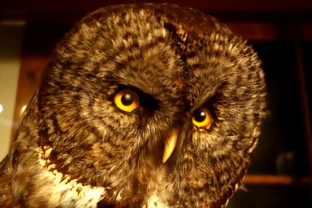 Strix nebulosa - Southern Vermont Natural History Museum - DSC08550