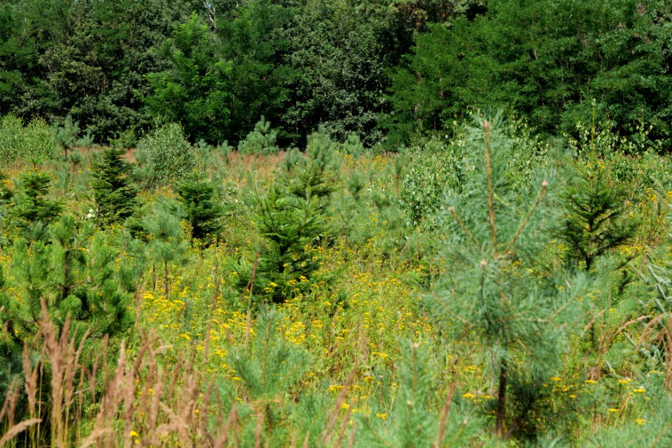 Strausberger Sander-, Os- und Barnimhanglandschaft 2020-08-05 45