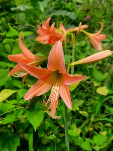Striped Barbados Lily
