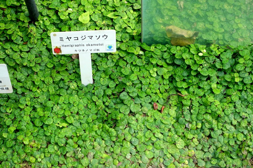Strobilanthes reptans (Hemigraphis okamotoi) - Shinjuku Gyo-en Greenhouse - Tokyo, Japan - DSC05846
