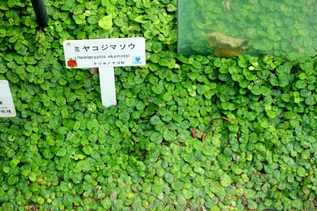 Strobilanthes reptans (Hemigraphis okamotoi) - Shinjuku Gyo-en Greenhouse - Tokyo, Japan - DSC05846
