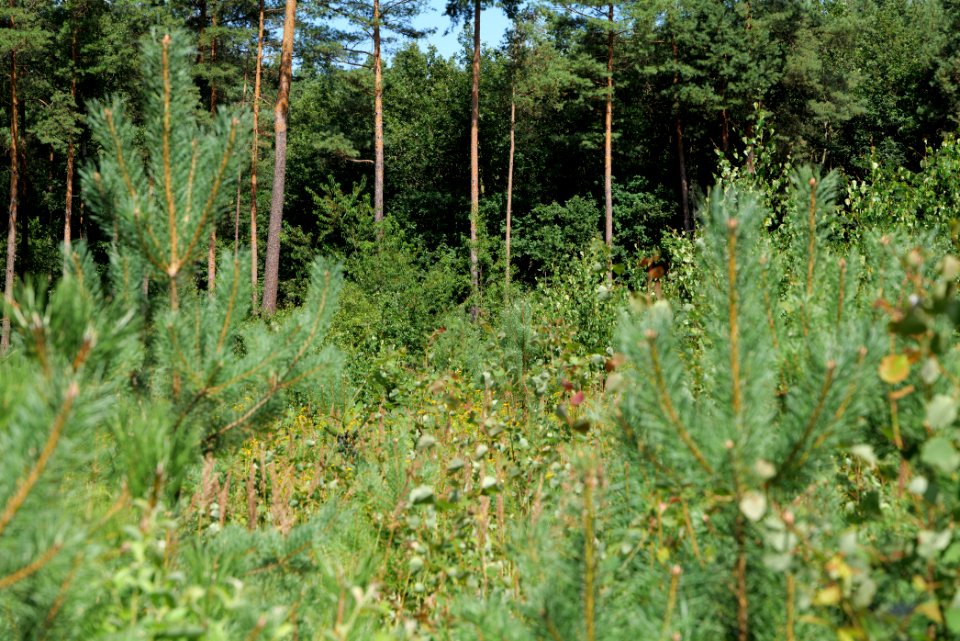 Strausberger Sander-, Os- und Barnimhanglandschaft 2020-08-05 56
