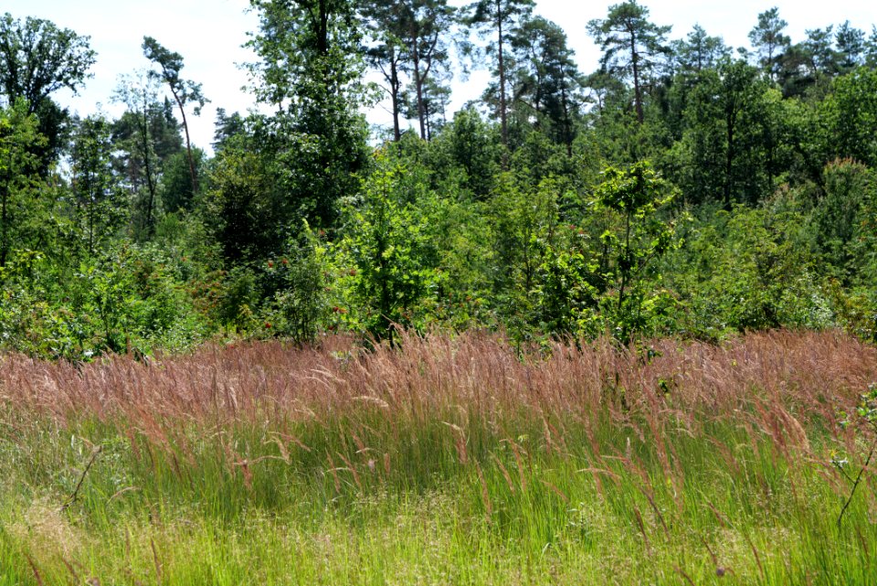 Strausberger Sander-, Os- und Barnimhanglandschaft 2020-08-05 77