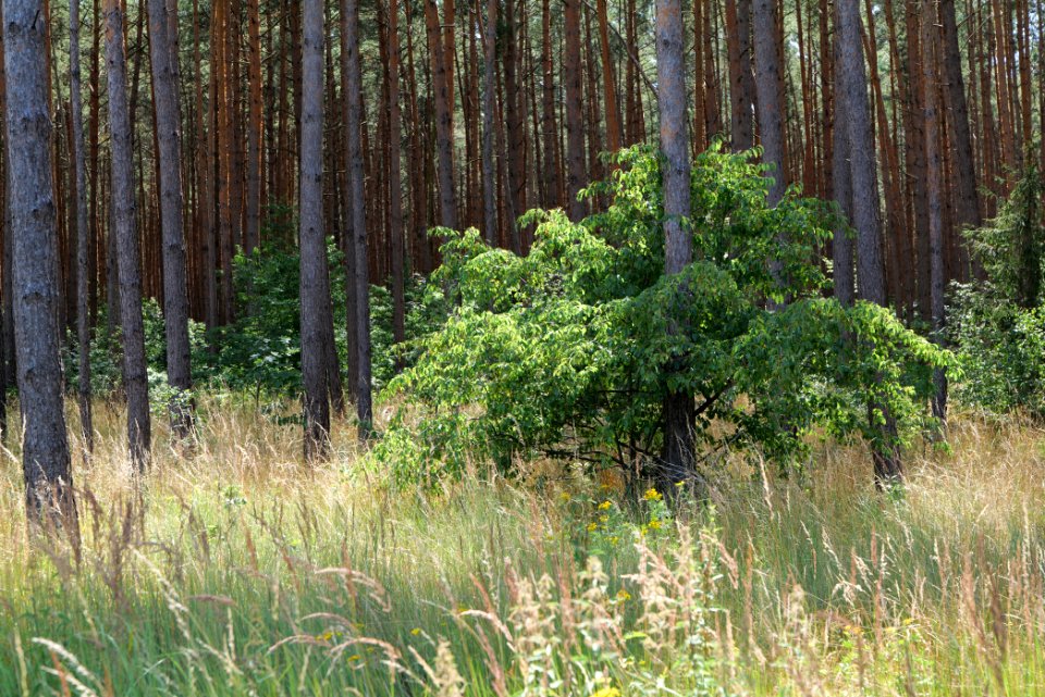 Strausberger Sander-, Os- und Barnimhanglandschaft 2020-08-05 52
