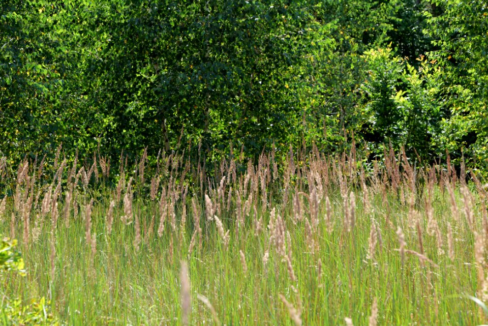 Strausberger Sander-, Os- und Barnimhanglandschaft 2020-08-05 28