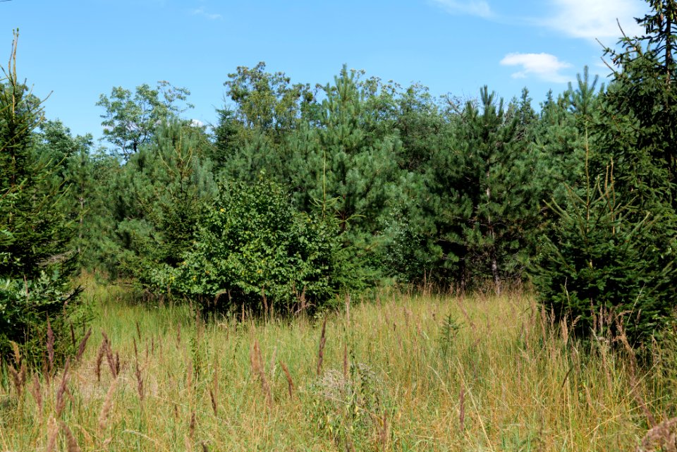 Strausberger Sander-, Os- und Barnimhanglandschaft 2020-08-05 36