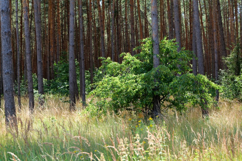 Strausberger Sander-, Os- und Barnimhanglandschaft 2020-08-05 51
