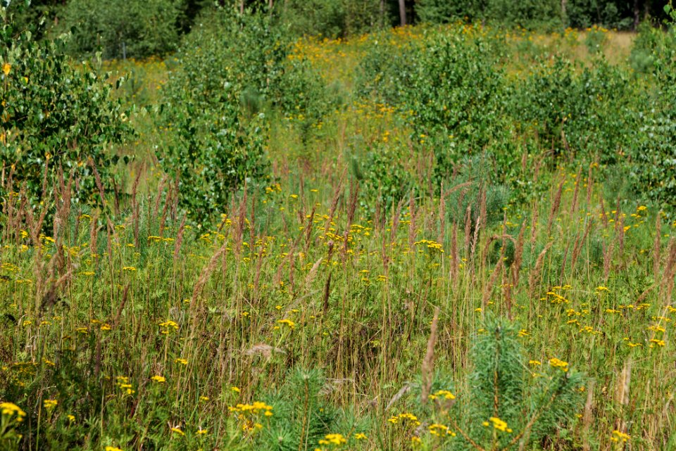 Strausberger Sander-, Os- und Barnimhanglandschaft 2020-08-05 63