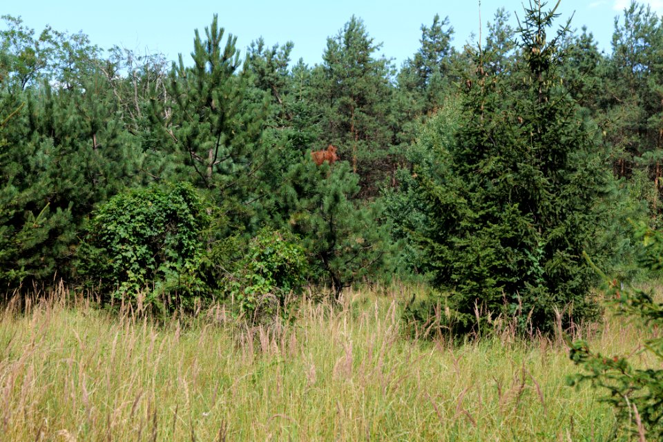 Strausberger Sander-, Os- und Barnimhanglandschaft 2020-08-05 33