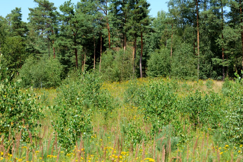 Strausberger Sander-, Os- und Barnimhanglandschaft 2020-08-05 60