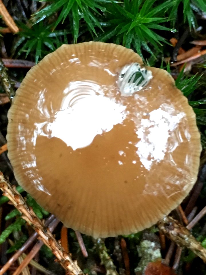 Strobilurus esculentus 62094482