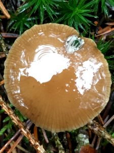 Strobilurus esculentus 62094482