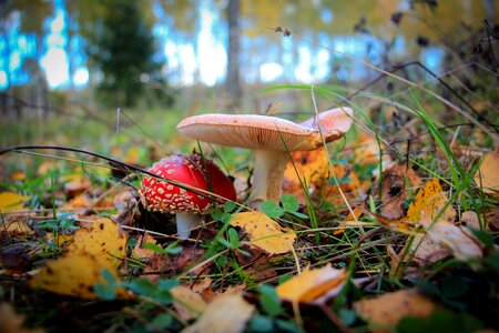 Leaves nature poisonous mushrooms