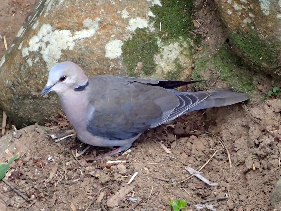 Streptopelia capicola Cape Town