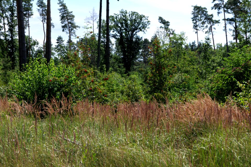 Strausberger Sander-, Os- und Barnimhanglandschaft 2020-08-05 74