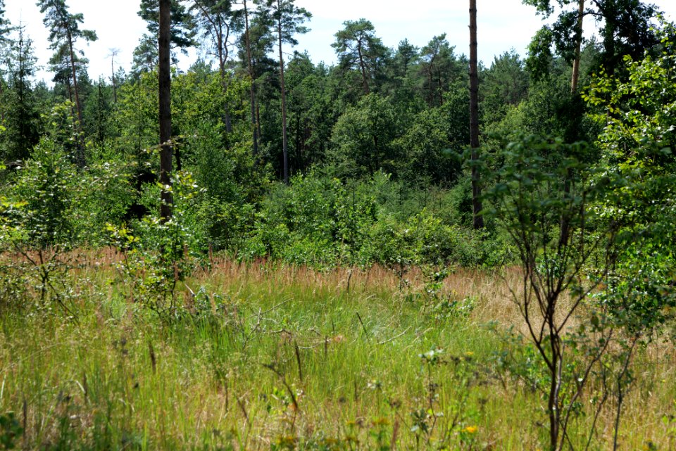 Strausberger Sander-, Os- und Barnimhanglandschaft 2020-08-05 72