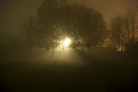 Mystical tree ray of light