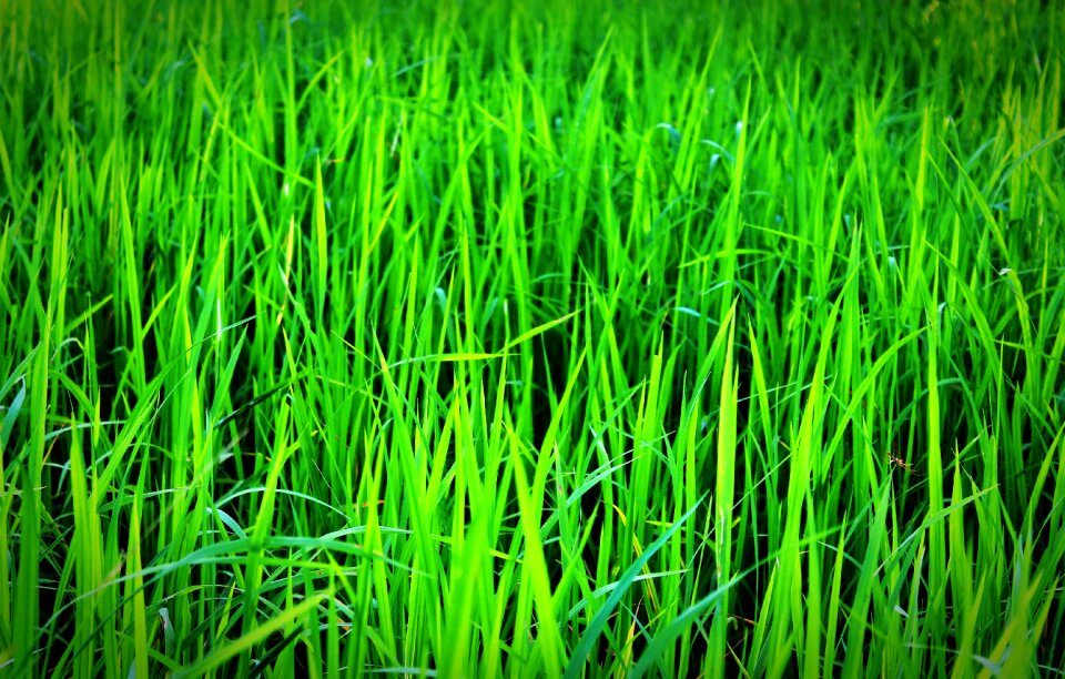 Crop farm farmland