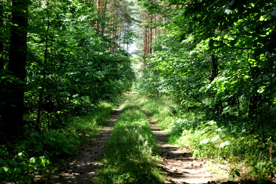 Strausberger Sander-, Os- und Barnimhanglandschaft 2020-08-05 05