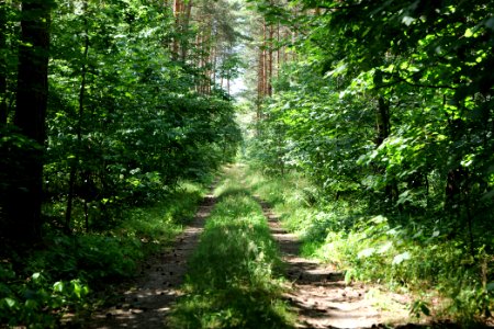 Strausberger Sander-, Os- und Barnimhanglandschaft 2020-08-05 05