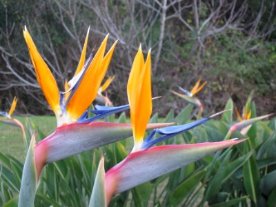 Strelitzia reginae, Cala de Mijas, Spain photo