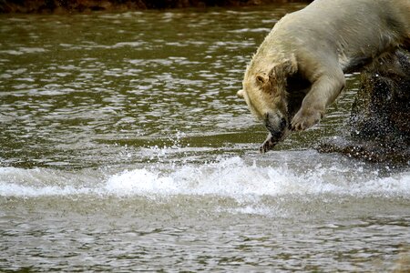 Mammal big nature