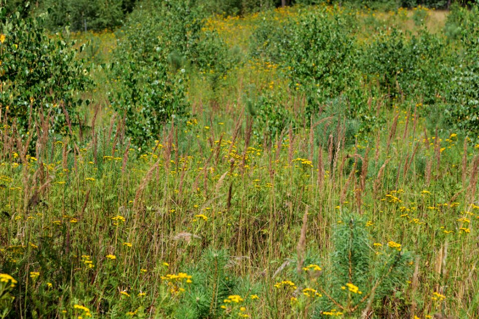Strausberger Sander-, Os- und Barnimhanglandschaft 2020-08-05 62