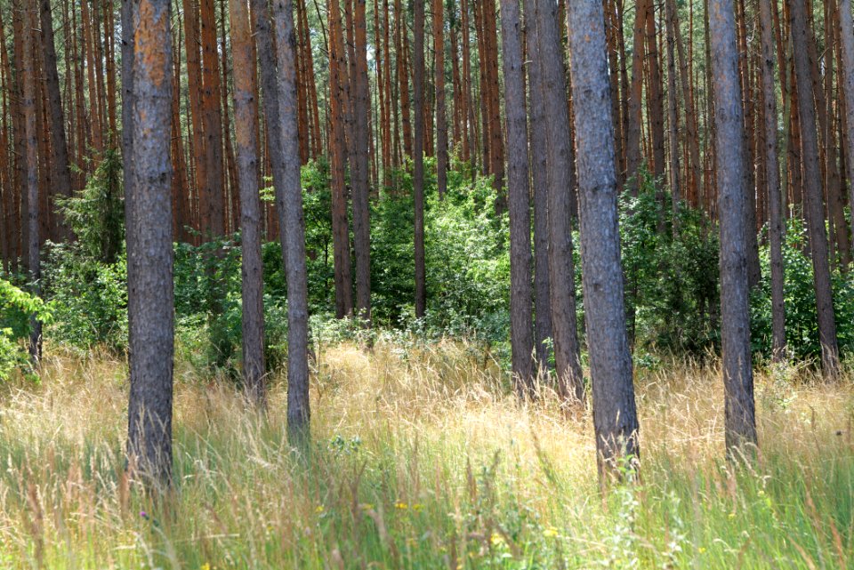 Strausberger Sander-, Os- und Barnimhanglandschaft 2020-08-05 53