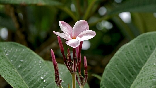 Nature orchid plant