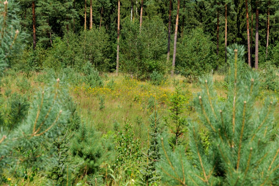 Strausberger Sander-, Os- und Barnimhanglandschaft 2020-08-05 57