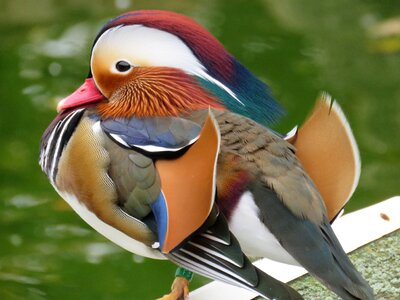 Nature colorful feathers outdoors
