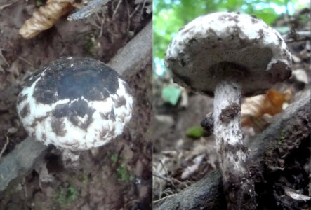 Strobilomyces strobilaceus Podkomorské lesy