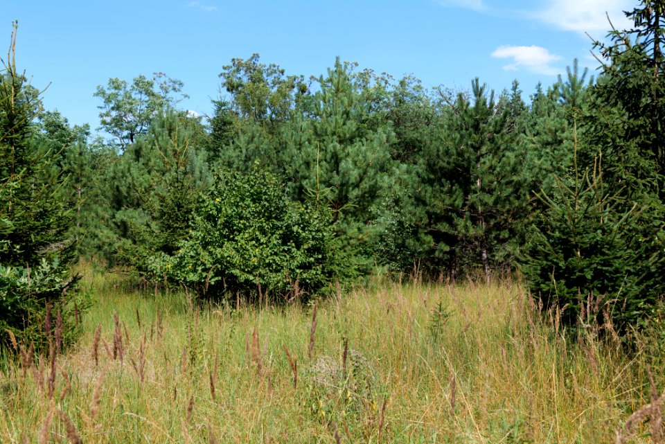 Strausberger Sander-, Os- und Barnimhanglandschaft 2020-08-05 37