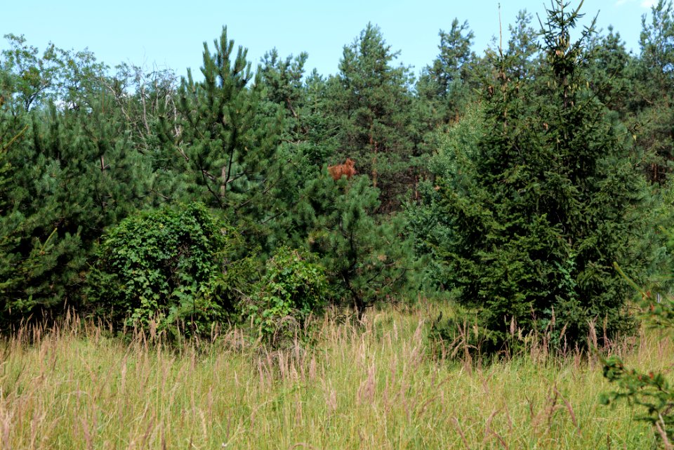 Strausberger Sander-, Os- und Barnimhanglandschaft 2020-08-05 32