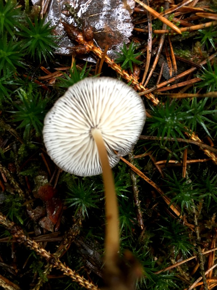 Strobilurus esculentus 62094492