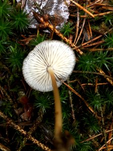 Strobilurus esculentus 62094492