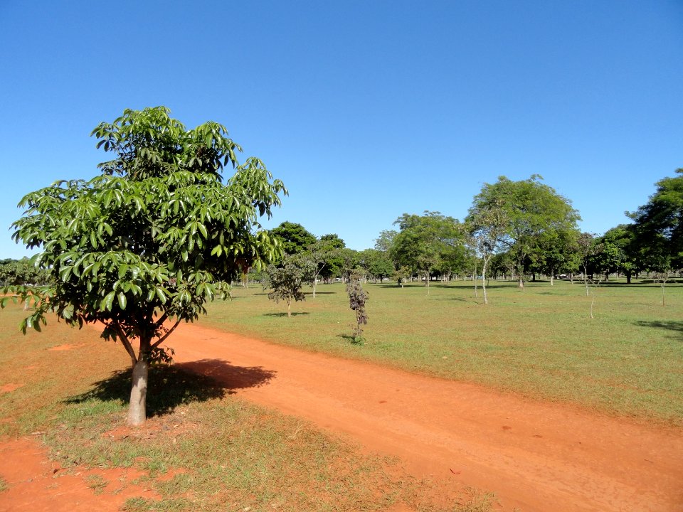 Streets in Brasília - DSC00154