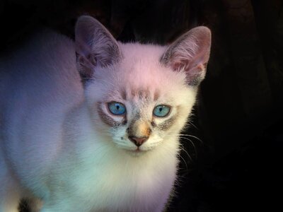 Night white cat feline photo