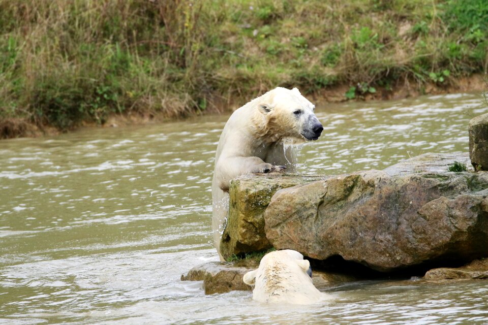 Mammal big nature