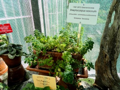 Streptocarpus saxorum - Botanical Garden in Kaisaniemi, Helsinki - DSC03659