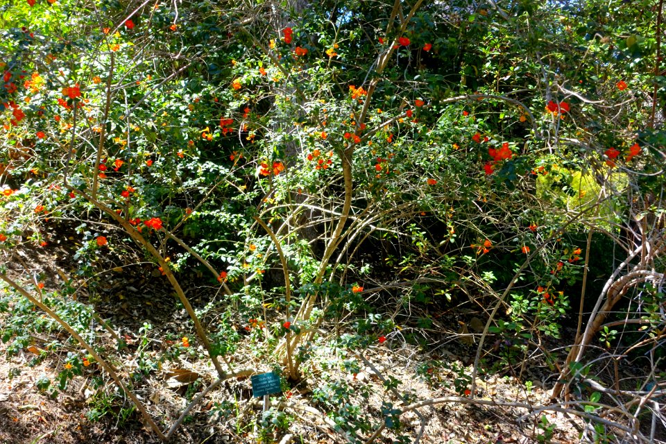 Streptosolen jamesonii - Mildred E. Mathias Botanical Garden - University of California, Los Angeles - DSC02783