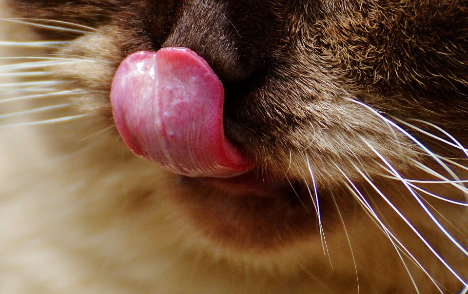 Tongue funny thoroughbred