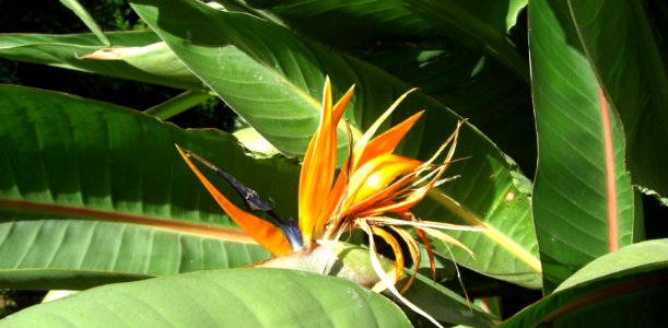 Strelitzia reginae NSW photo