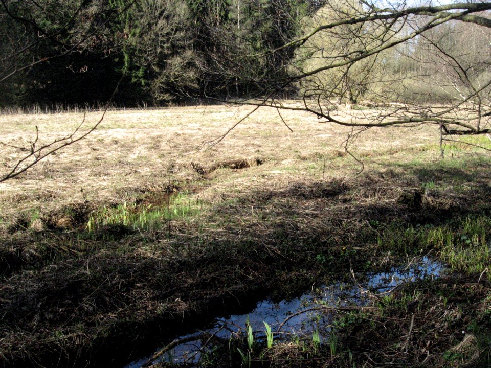 Streuwiese im Rotenbachtal bei Ellwangen