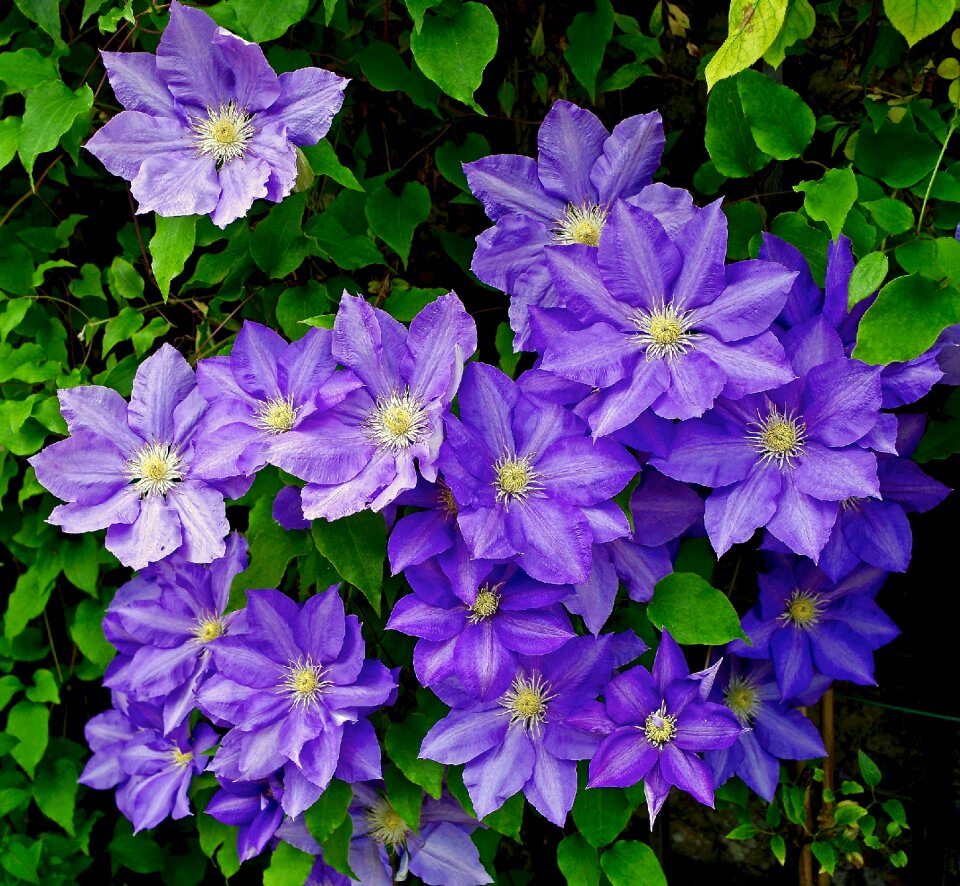 Foliage flowering flora