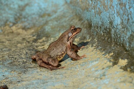Animal toad creature photo