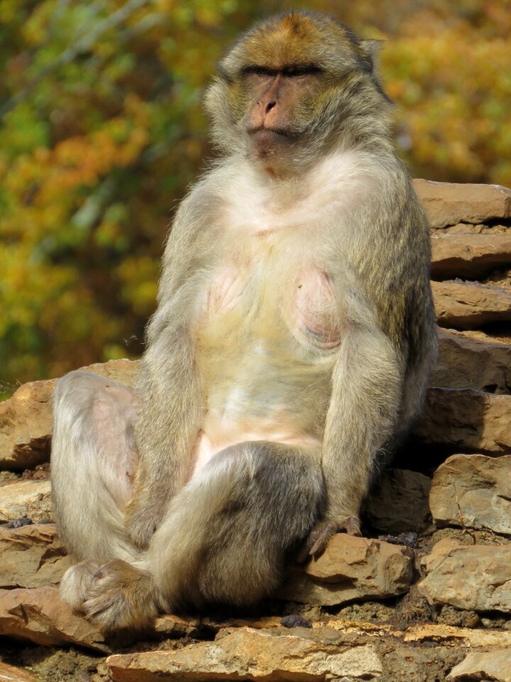 Animal primate zoo animals