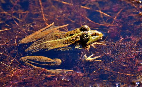 Water frog frog pond high