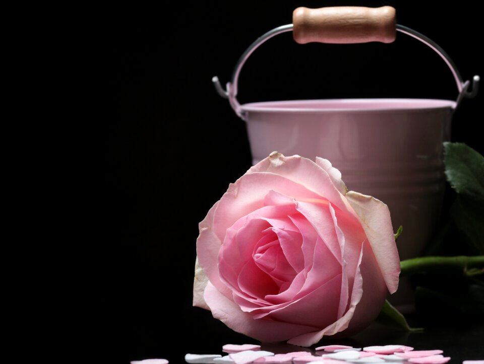 Pink pink rose pink bucket